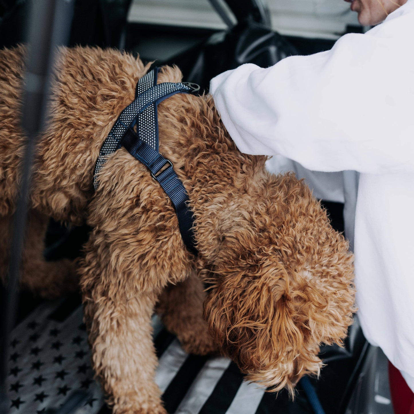 MAGNETIC QUICK CLIP HARNESS