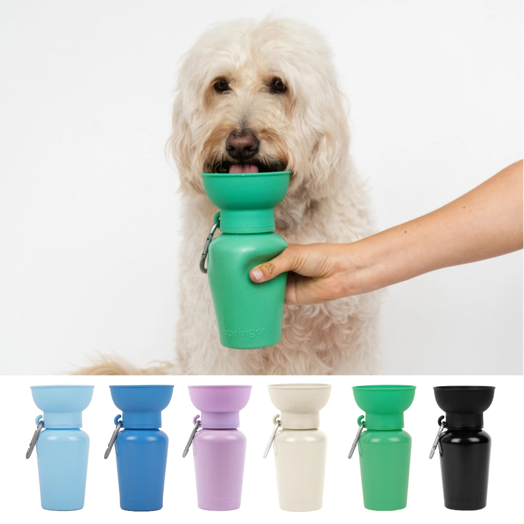 Springer Flip 20oz Water Bottle