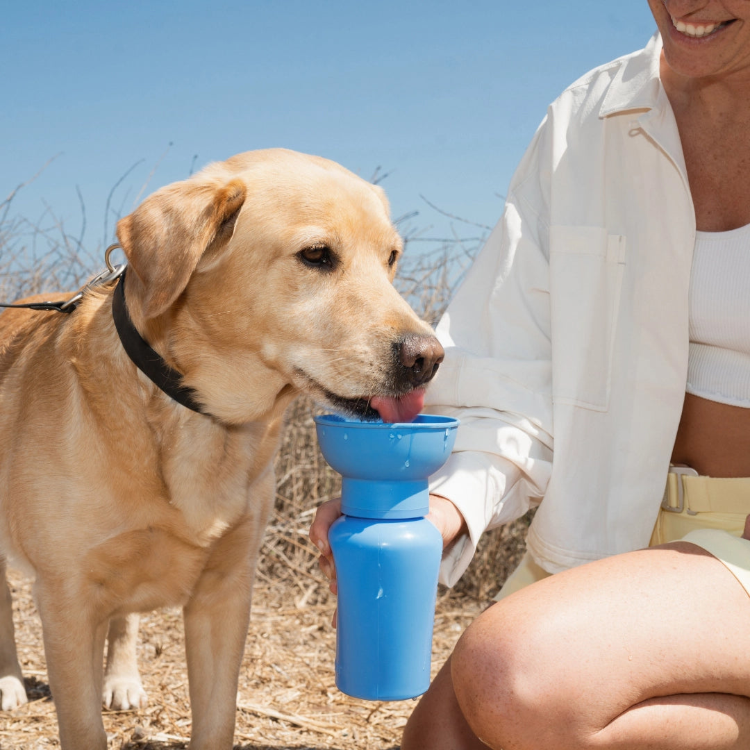 Springer Flip 20oz Water Bottle