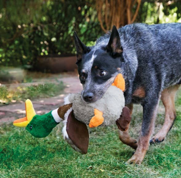 Pet Palette Distribution - KONG® Shakers™ Honkers Duck Dog Plush Toy Large