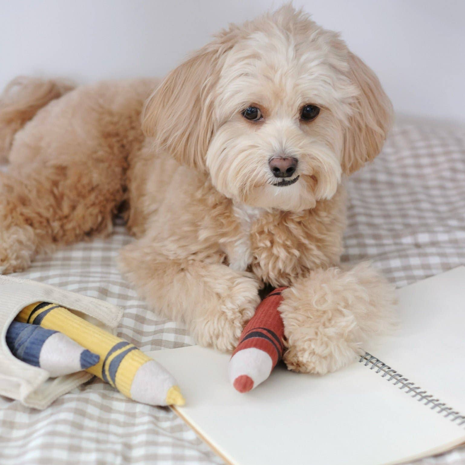 CRAYONS//ENRICHMENT DOG TOY