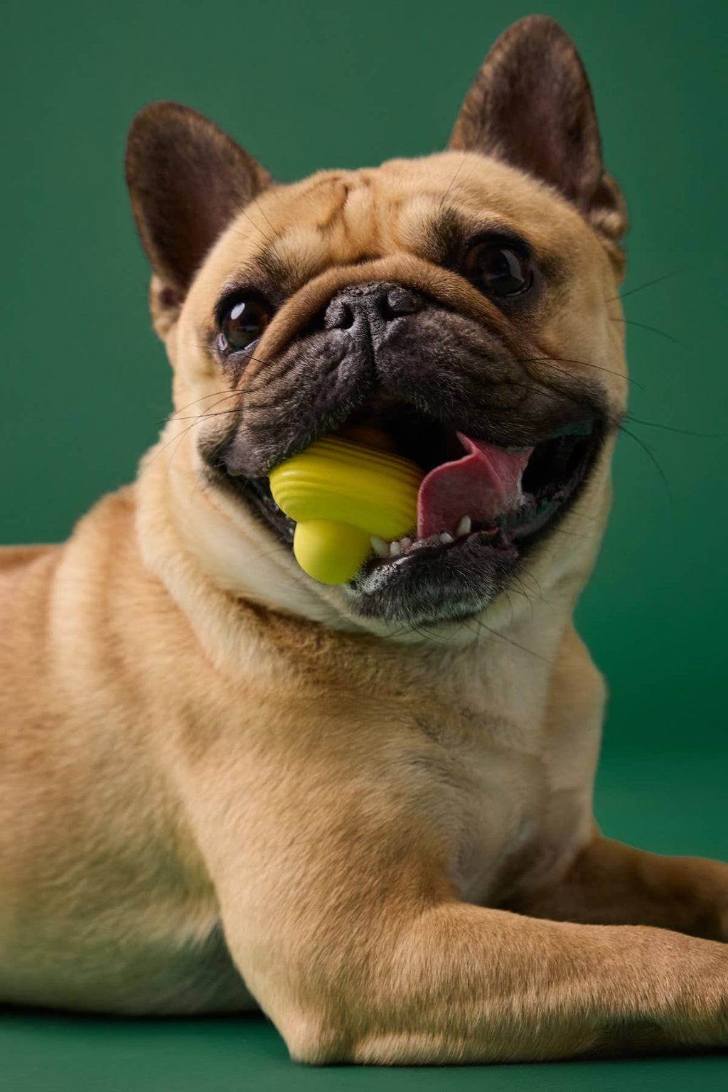 Earth Rated Rubber Fetch Dog Toy, Large Yellow