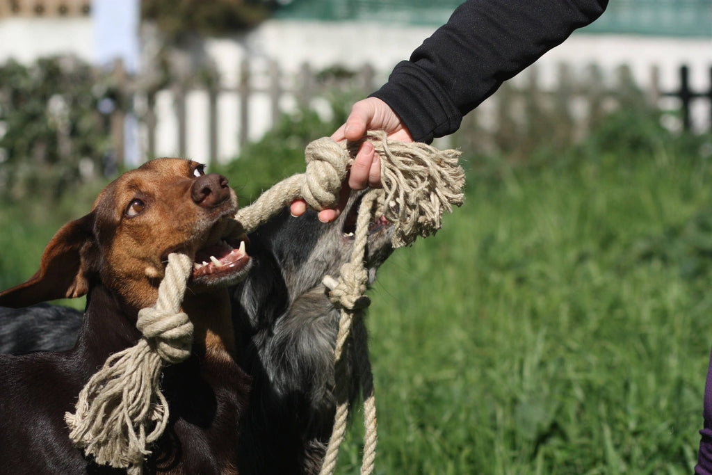 Organic hemp rope dog toy, Made for serious chewers, Eco