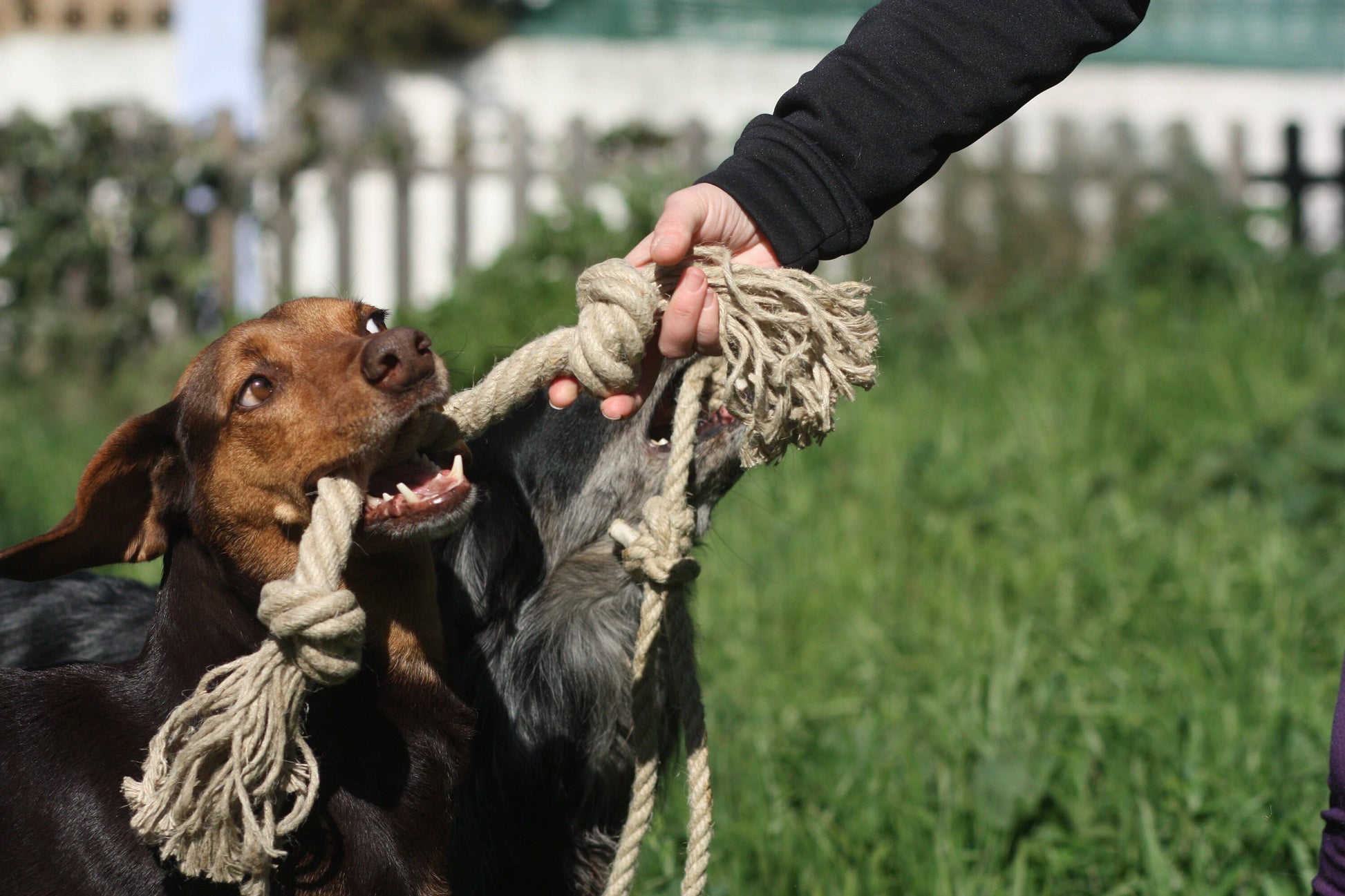 Organic hemp rope dog toy, Made for serious chewers, Eco