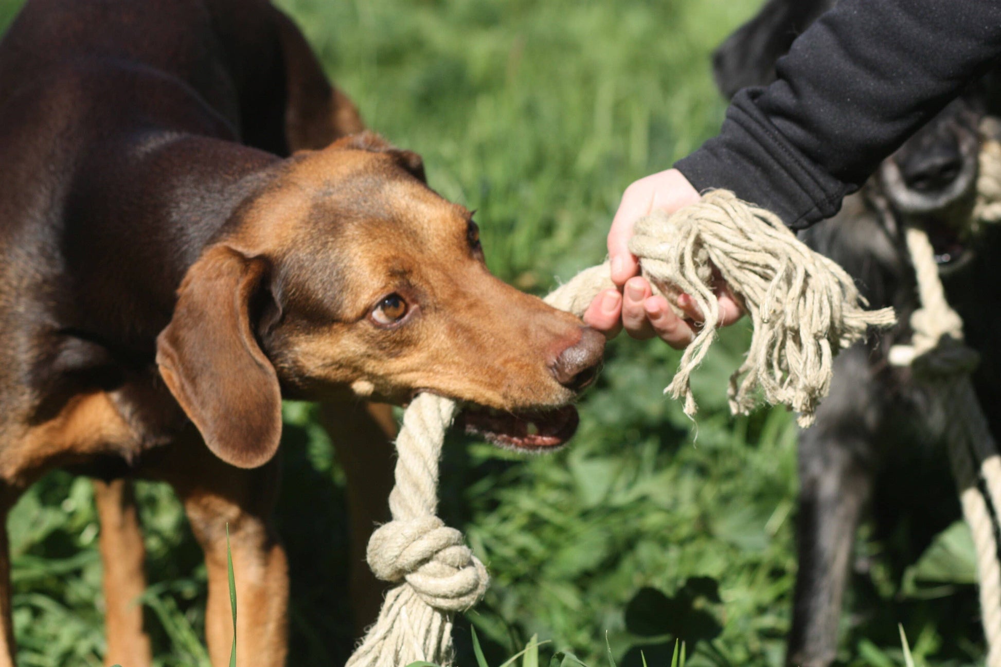 Organic hemp rope dog toy, Made for serious chewers, Eco