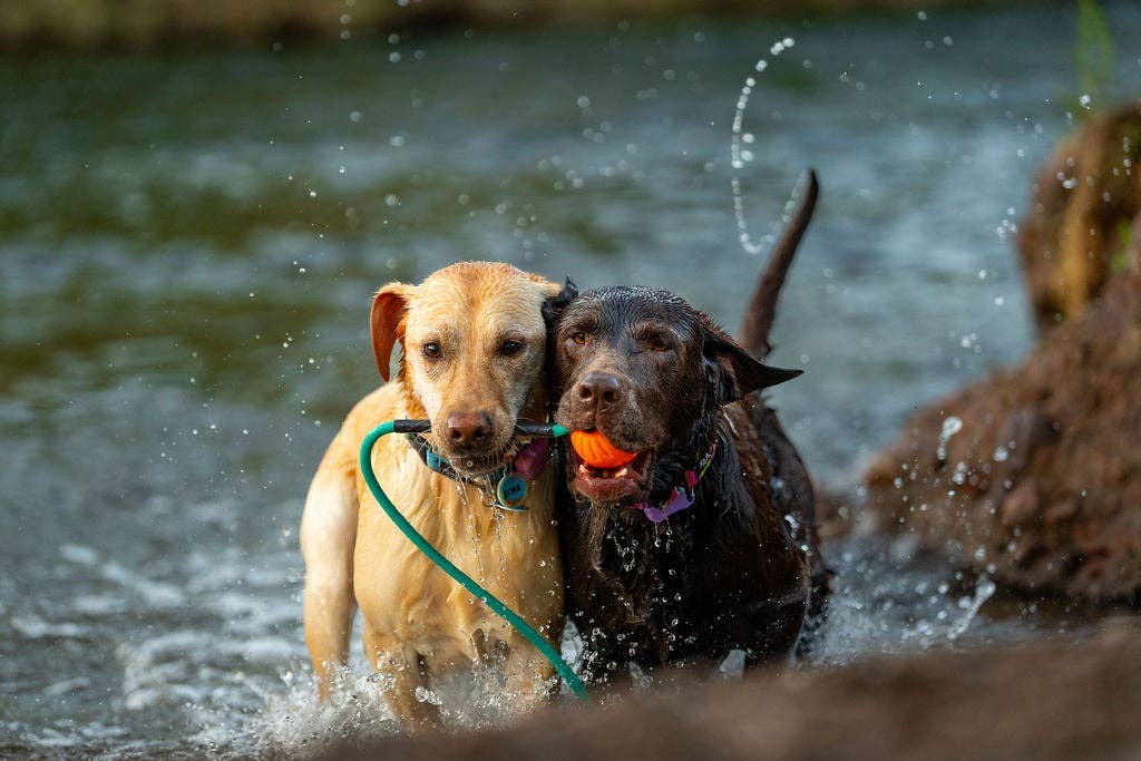 Denali Tug Toy - Mystery