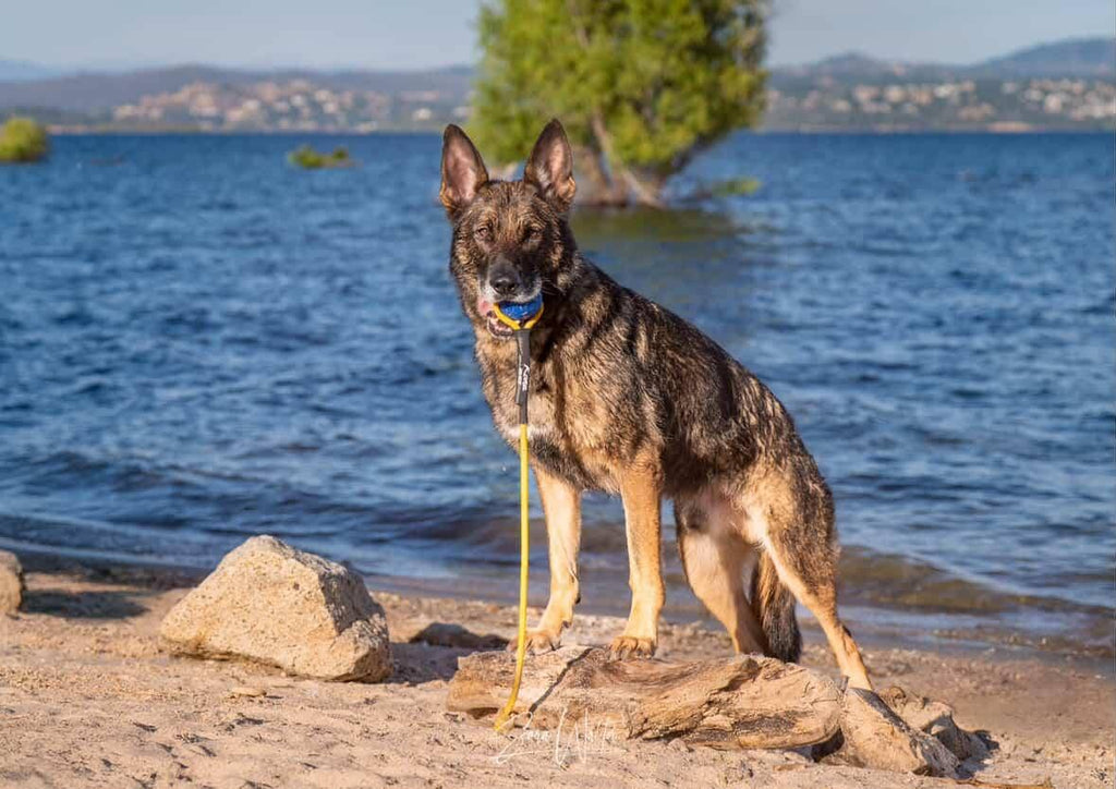 Denali Tug Toy - Mystery