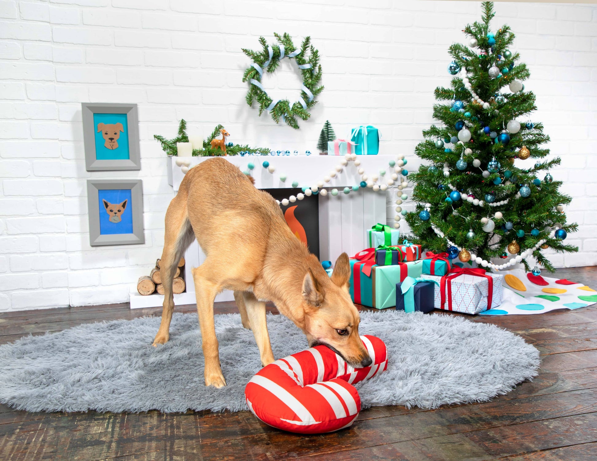 BARK Grandy Cane Plush Dog Toy