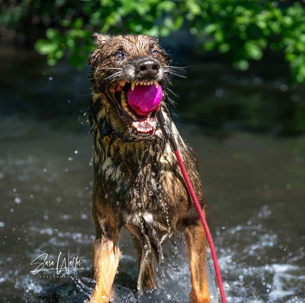 Denali Tug Toy - Mystery