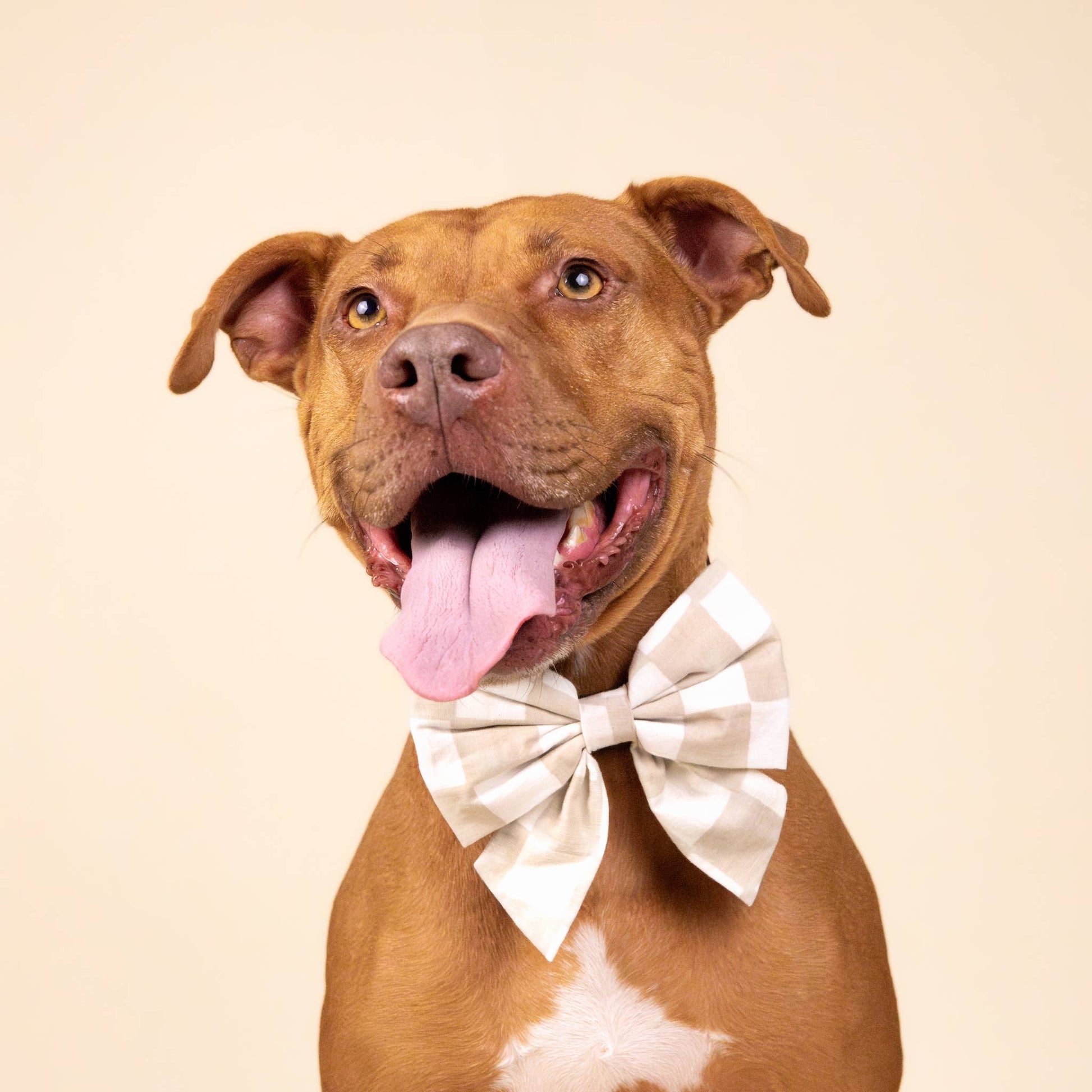 Sailor Bow - Checkers