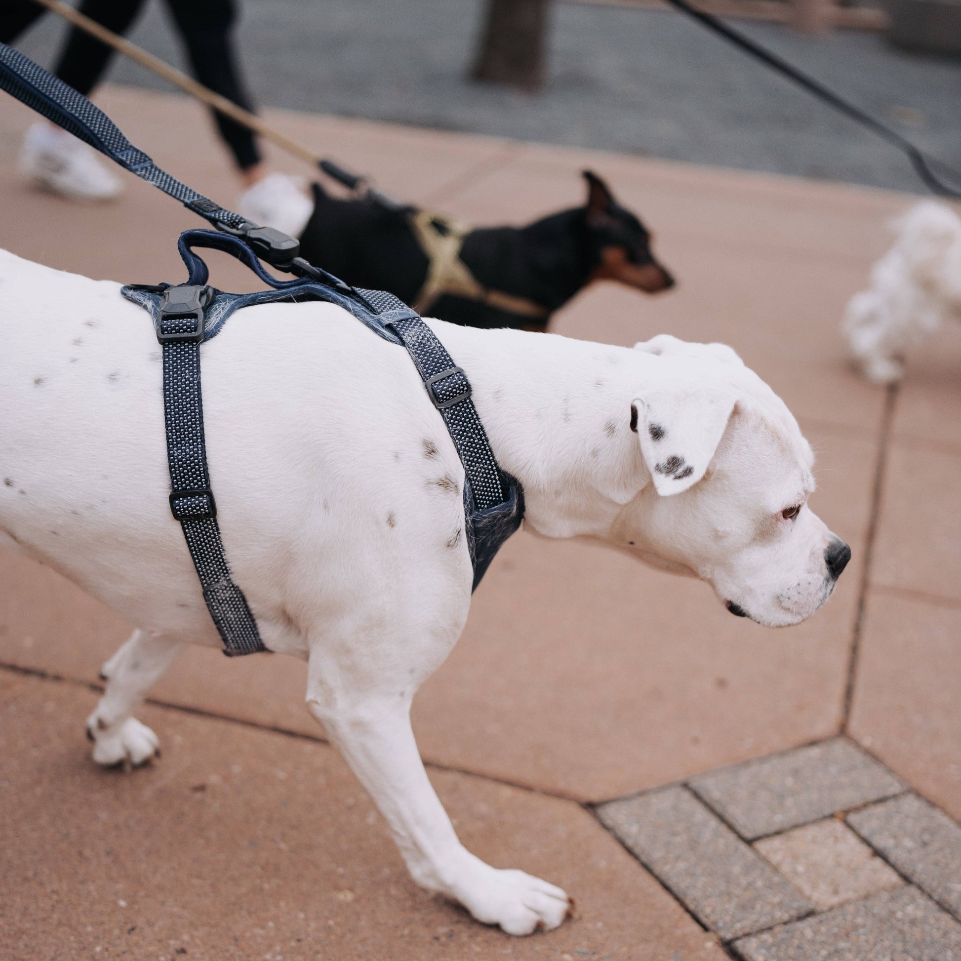 MAGNETIC QUICK CLIP REFLECTIVE LEASH