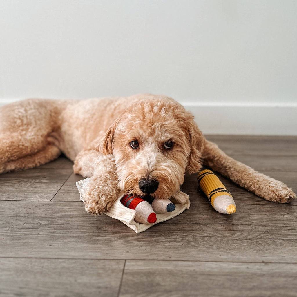 CRAYONS//ENRICHMENT DOG TOY