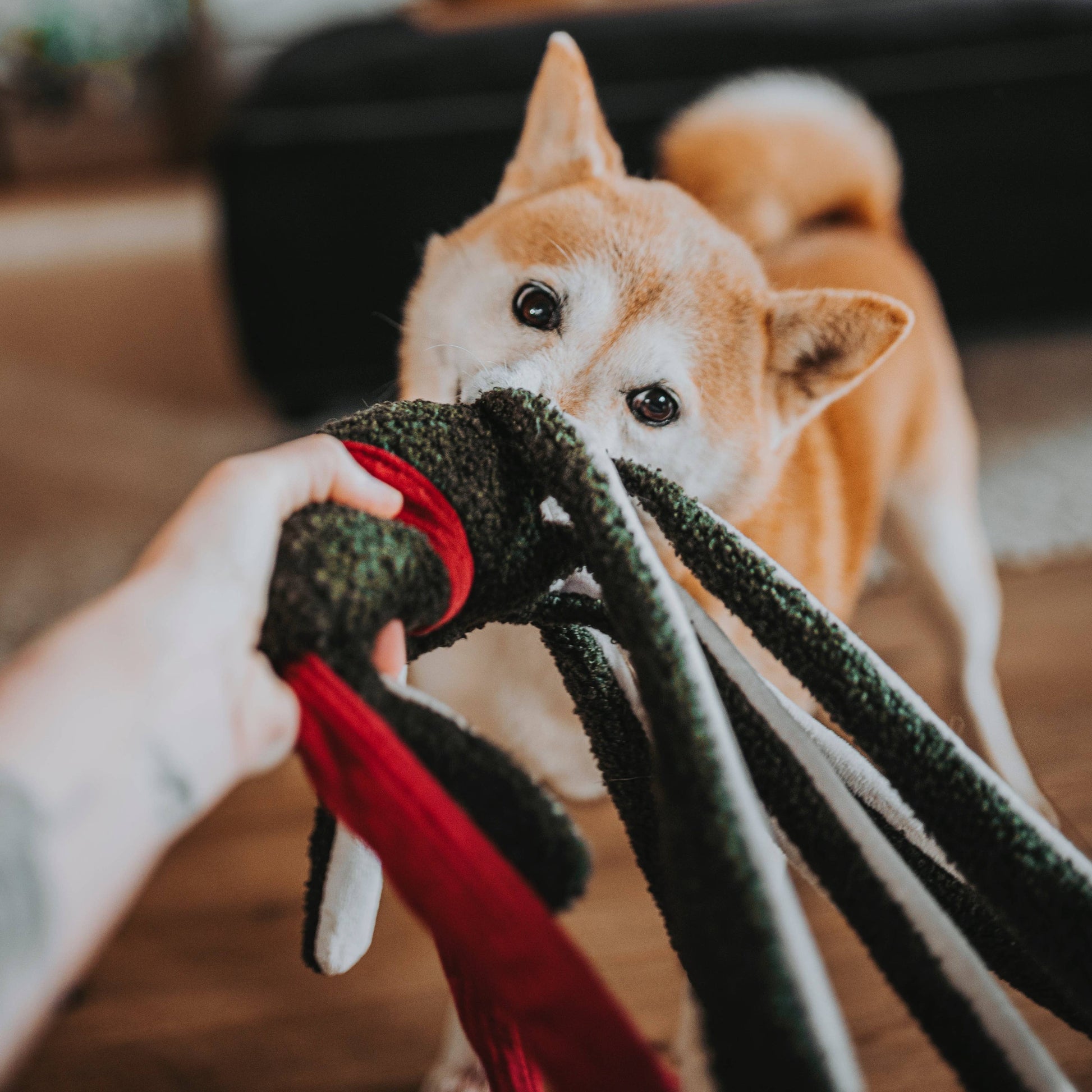 TAKO//ENRICHMENT DOG TOY / HOLIDAY
