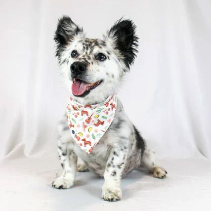 Dog Bandana Co. Fiesta Bandana