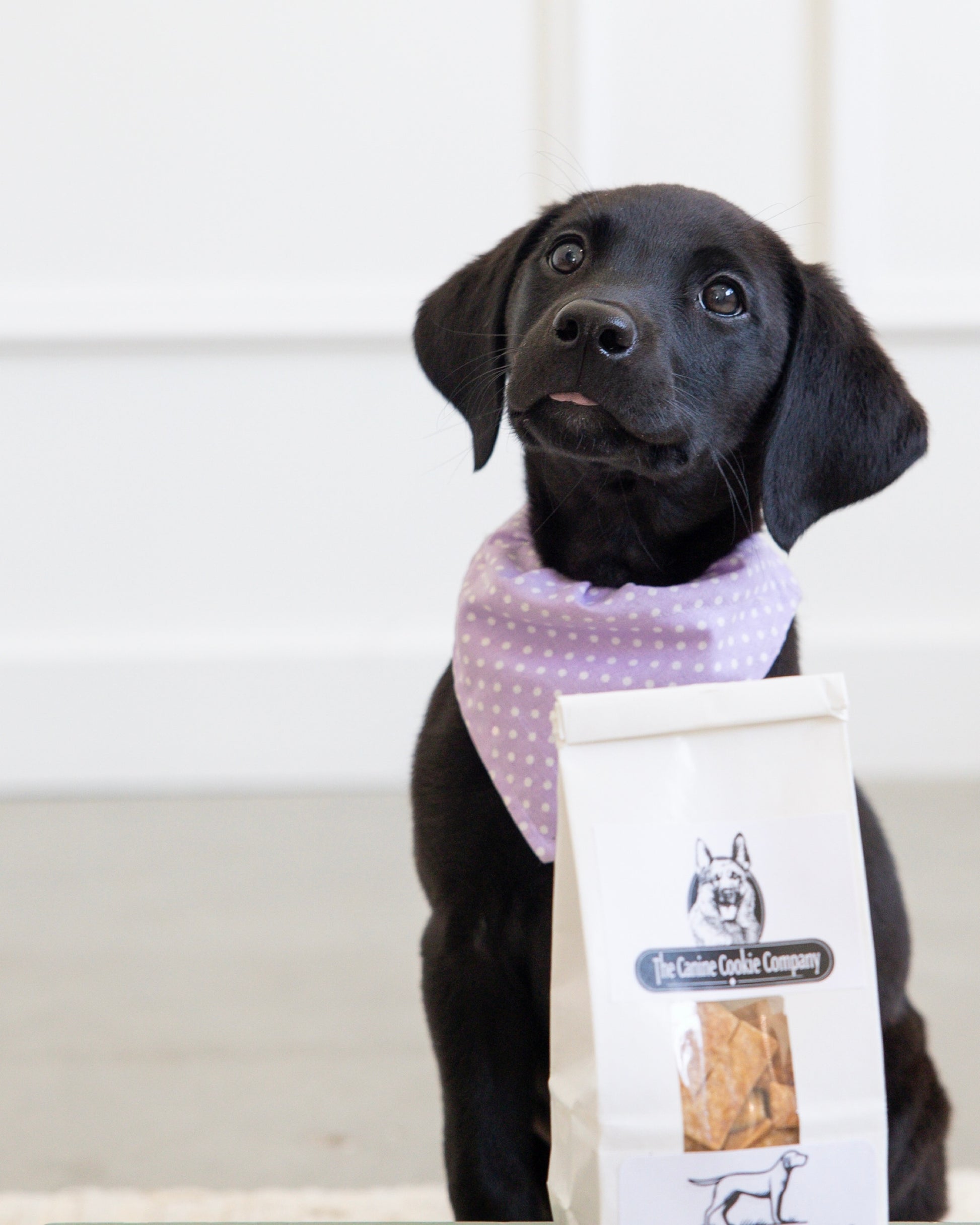 Duck & Sweet Potato Puppy Treats