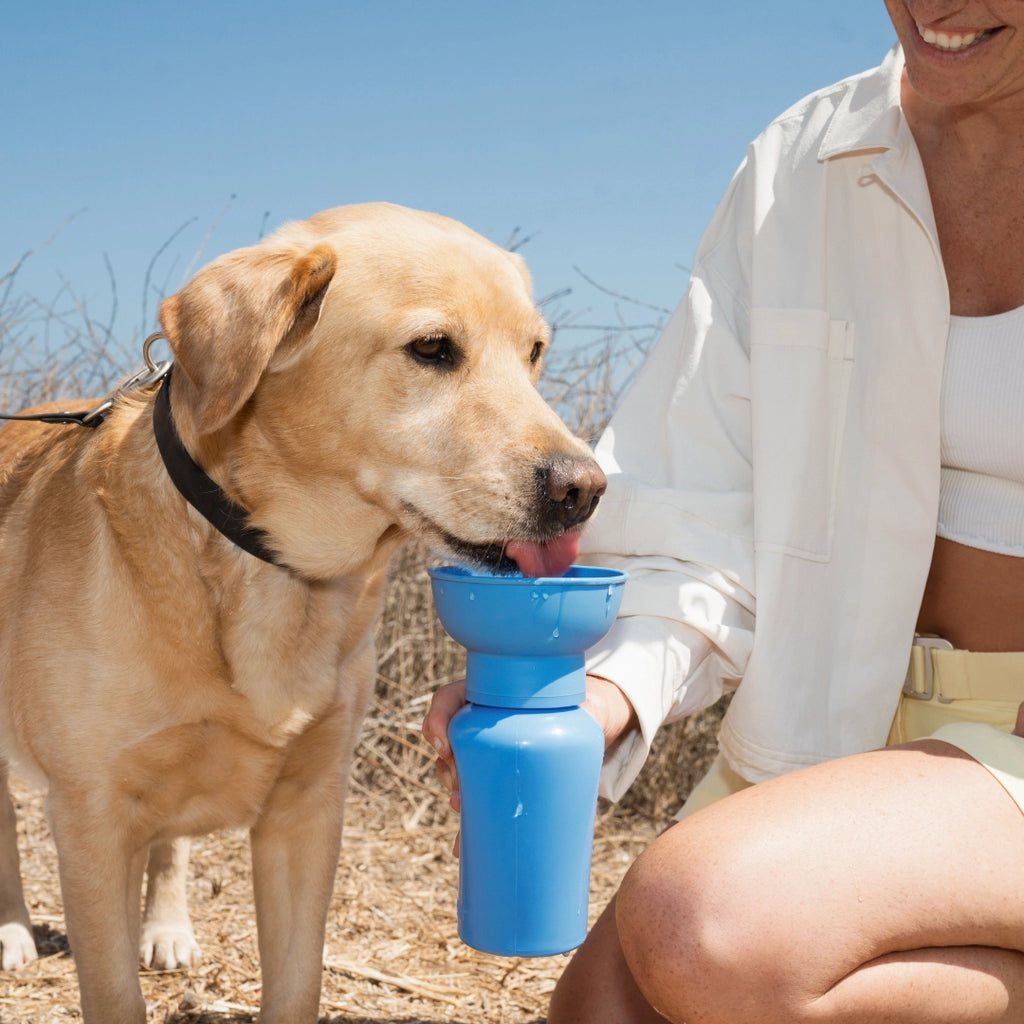 Springer Flip 20oz Water Bottle