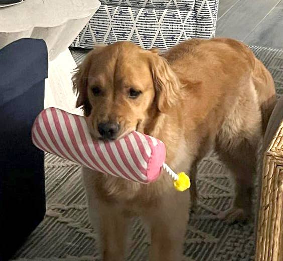 ThoozyPet Birthday Candle Pink Plush Dog Toy with Rope 16"