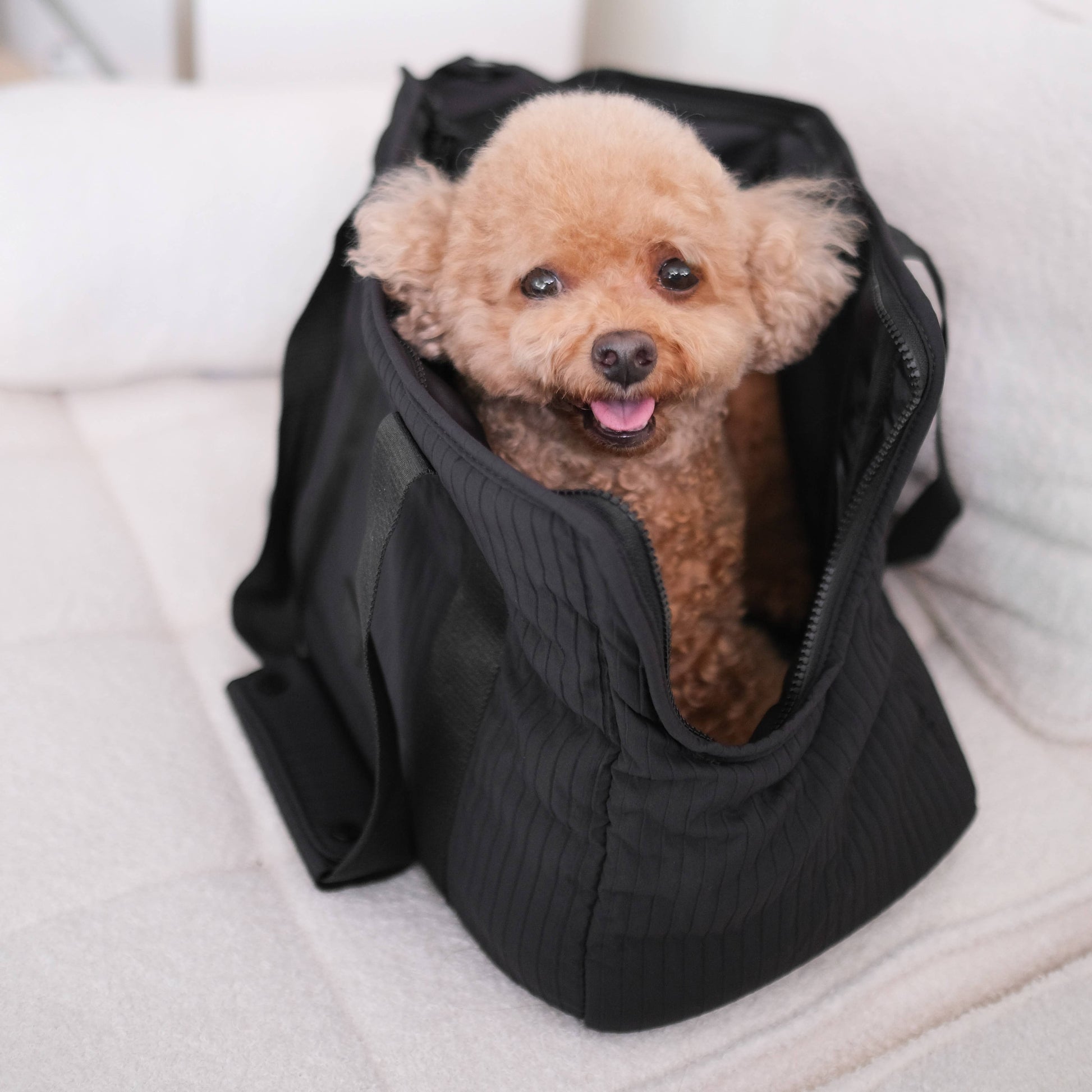 CITY//PET CARRIER