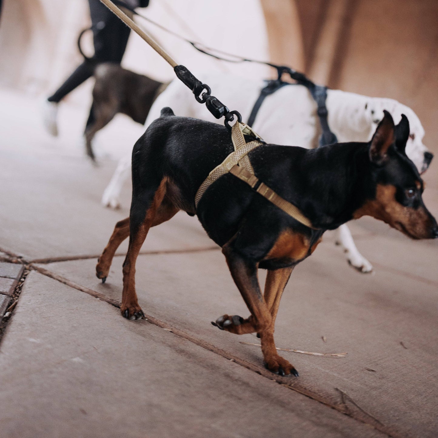 MAGNETIC QUICK CLIP HARNESS
