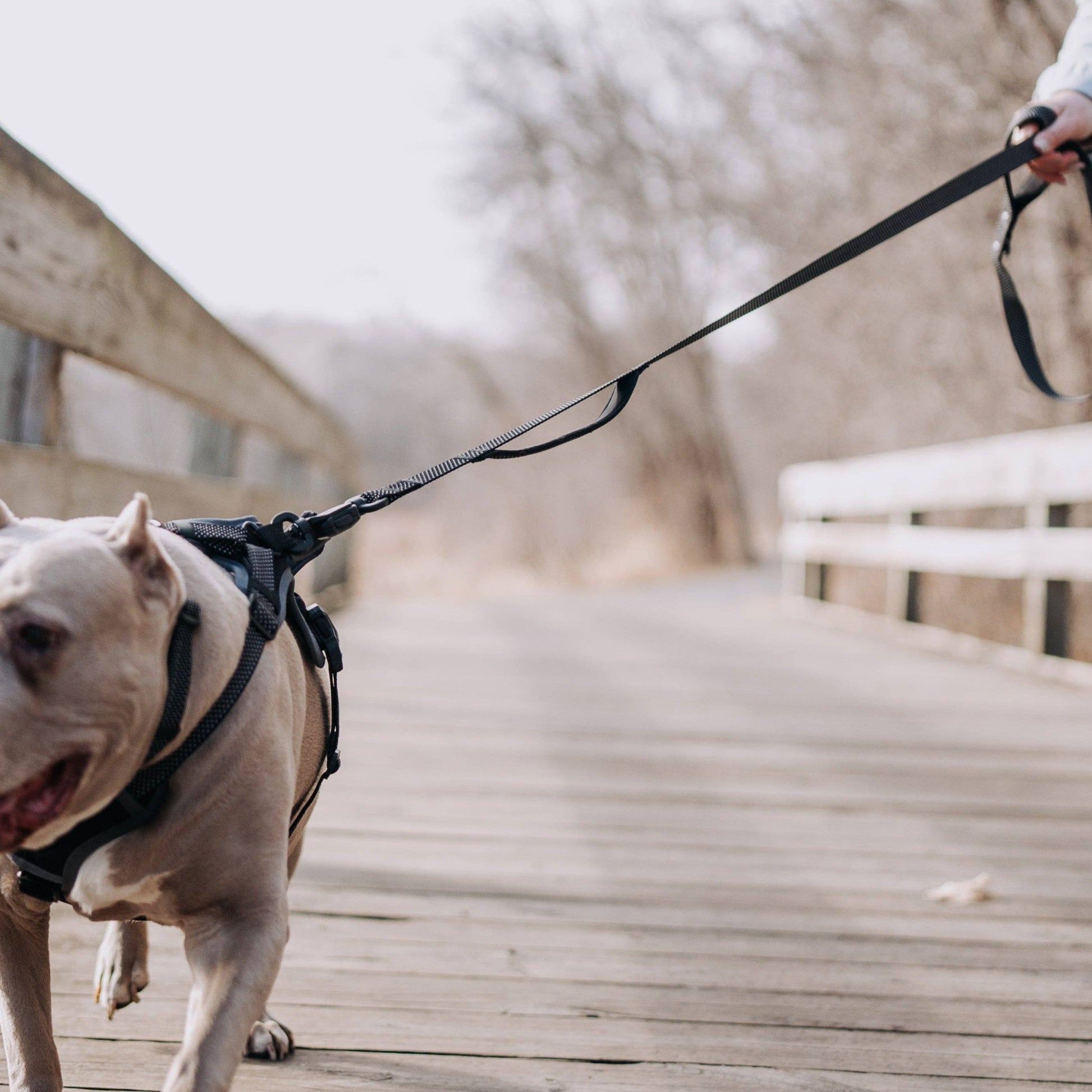MAGNETIC QUICK CLIP REFLECTIVE LEASH