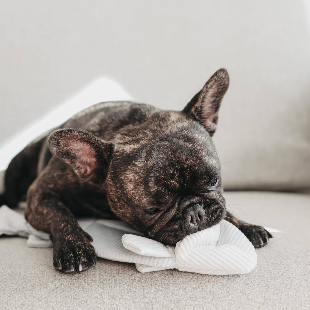 TROUT//ENRICHMENT DOG TOY
