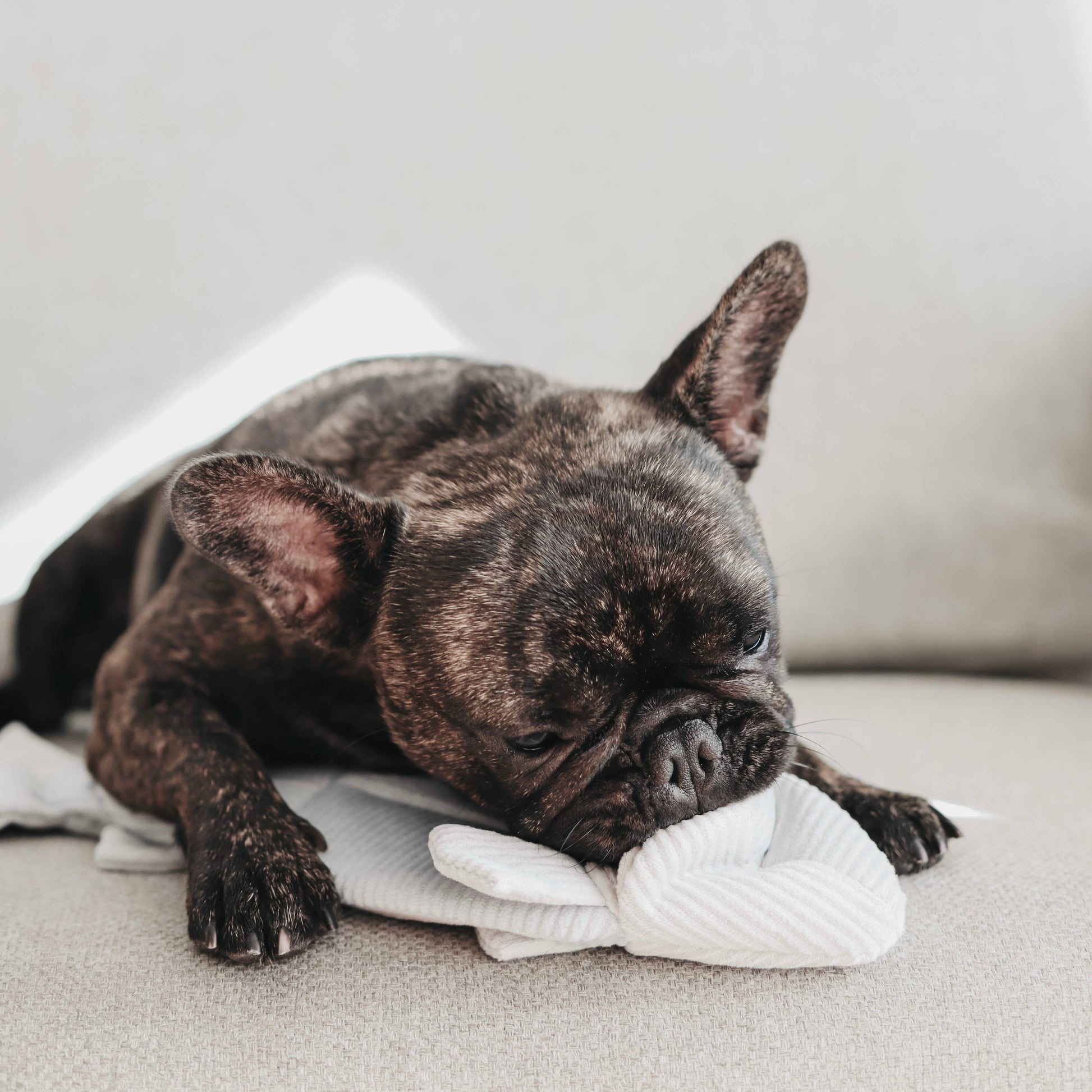 TROUT//ENRICHMENT DOG TOY