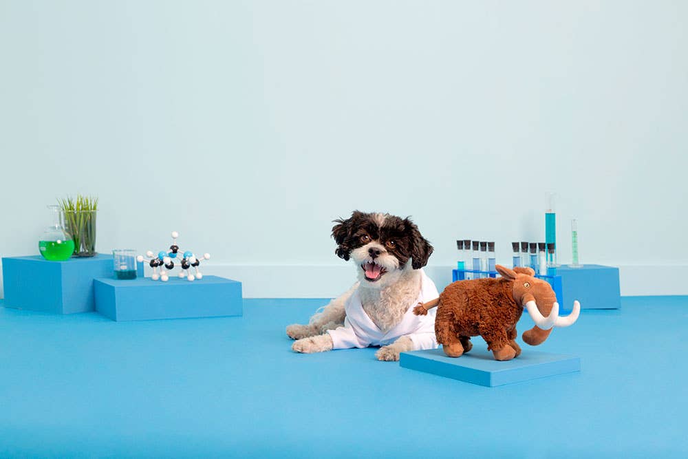 Pet Palette Distribution - BARK Winston The Wooly Mammouth