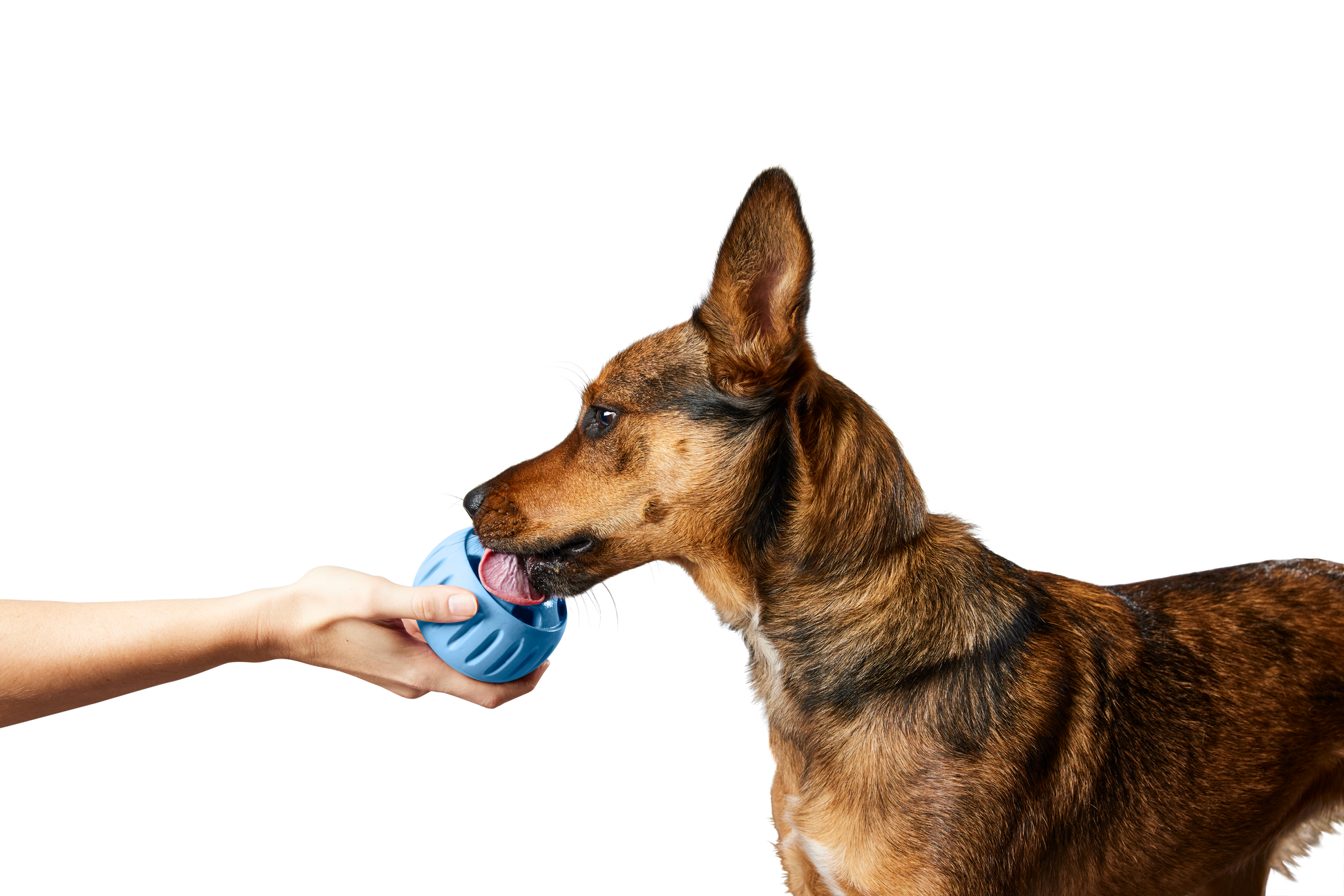 The Pupsicle - Exclusive Color