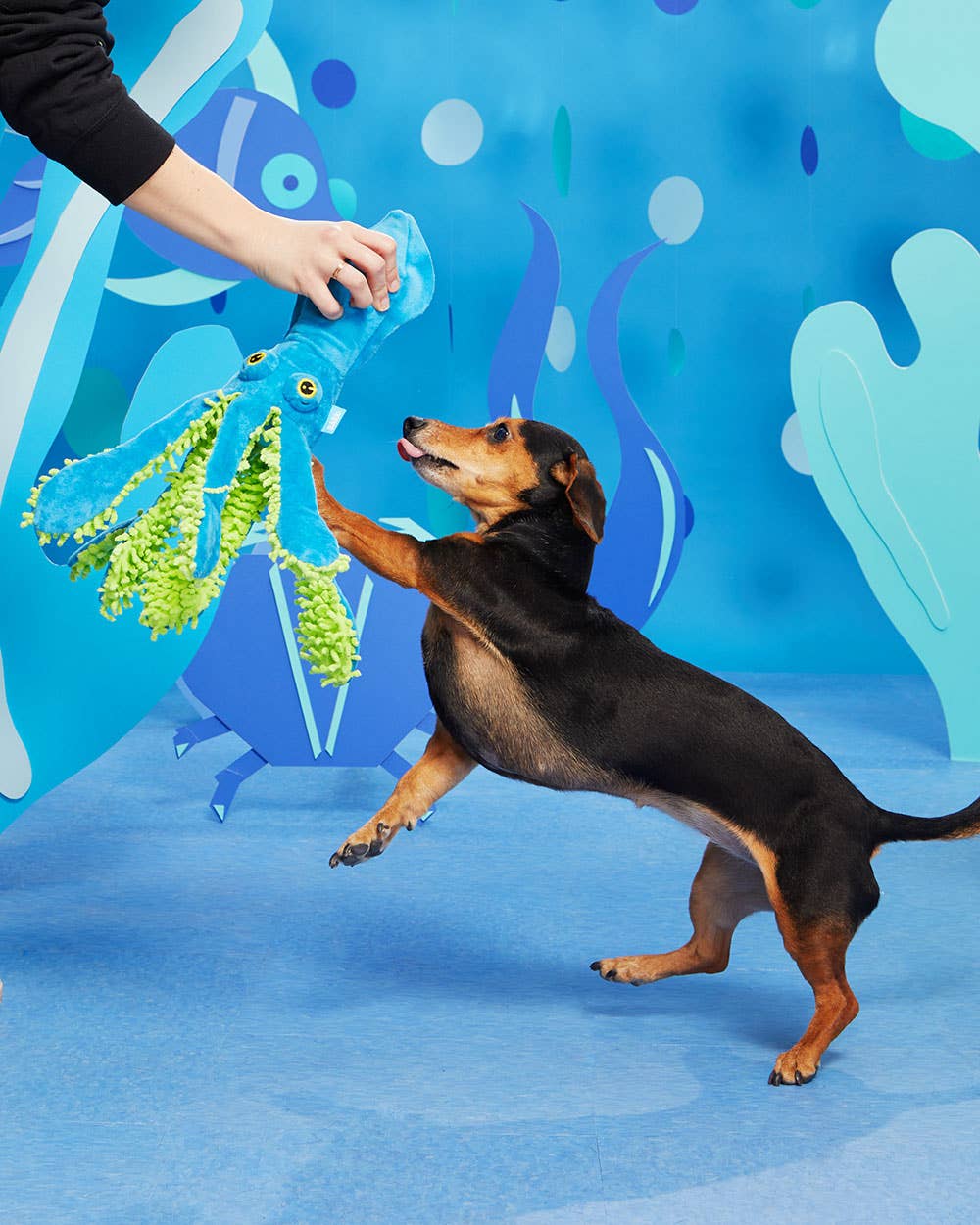 Pet Palette Distribution - BARK Shifty Sid the Squid