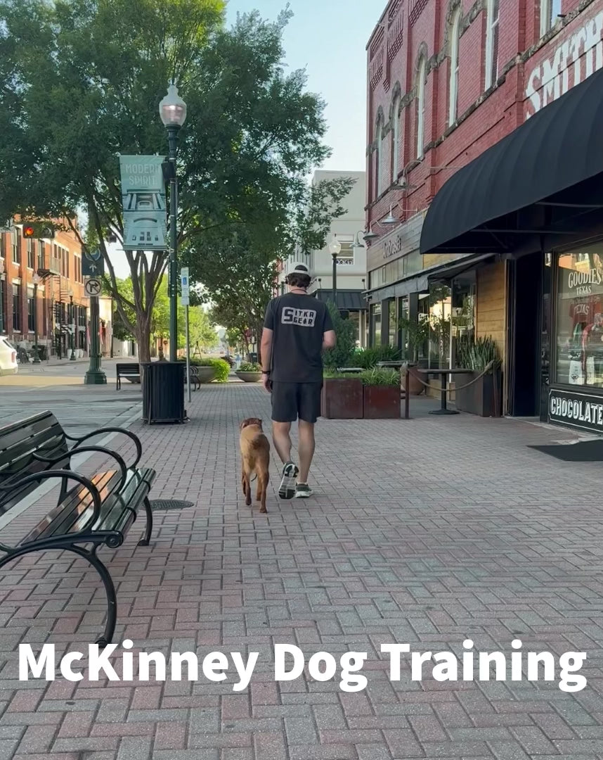 Board & Train Obedience Program